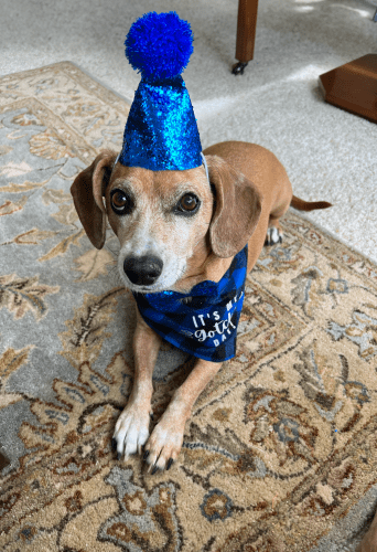 Celebrate National Dog Day-visit juststampin.com